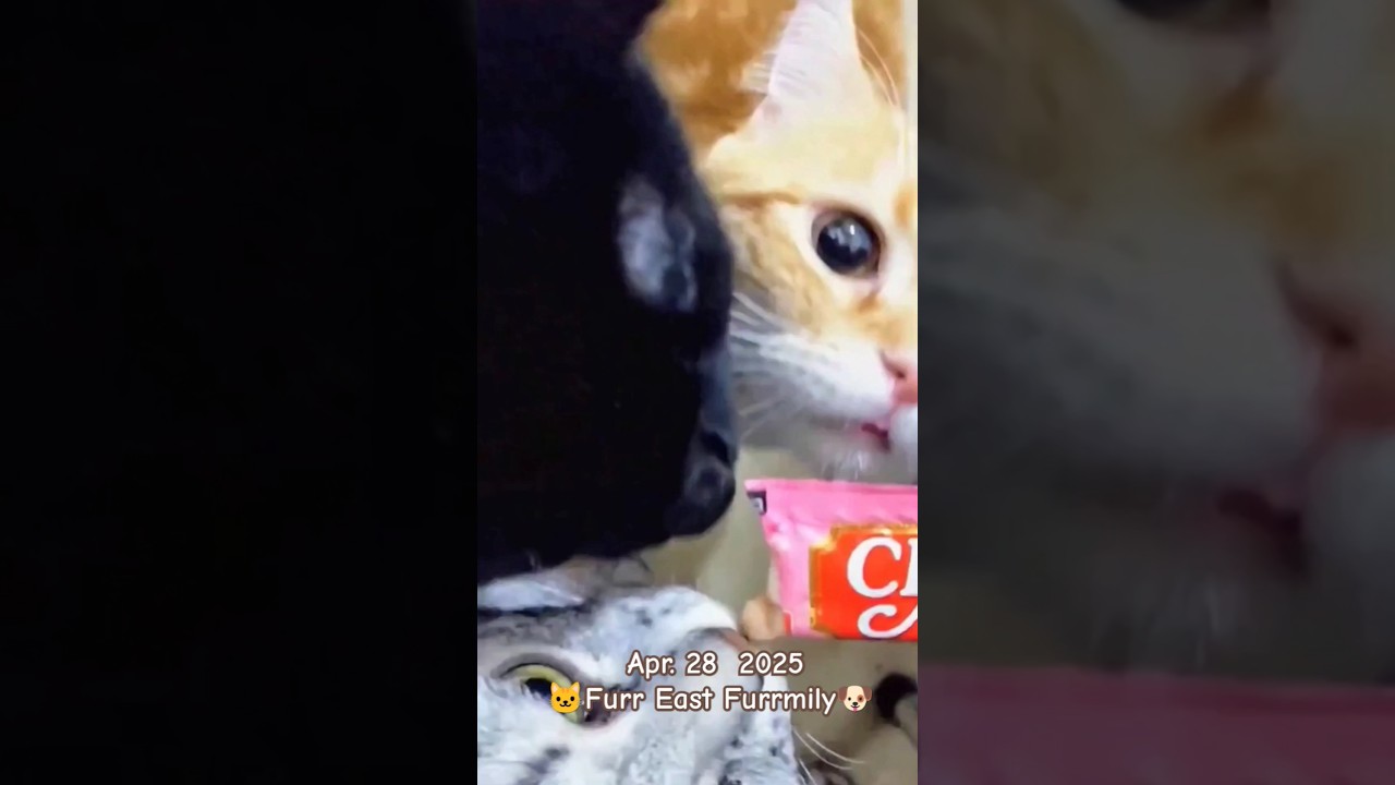 黒猫爺さんのチュールに子猫が群がる。The kittens ate the old black cat's Churu.