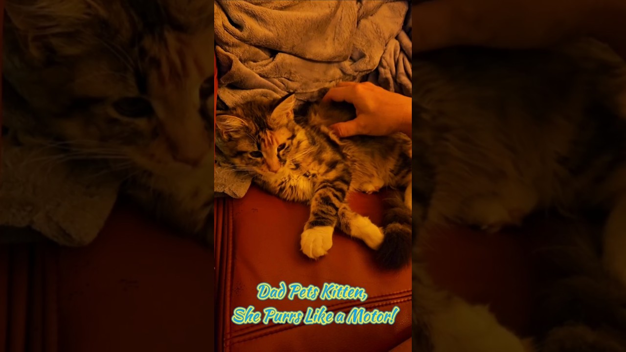 Dad Pets Kitten, She Purrs Like a Motor! #shorts
