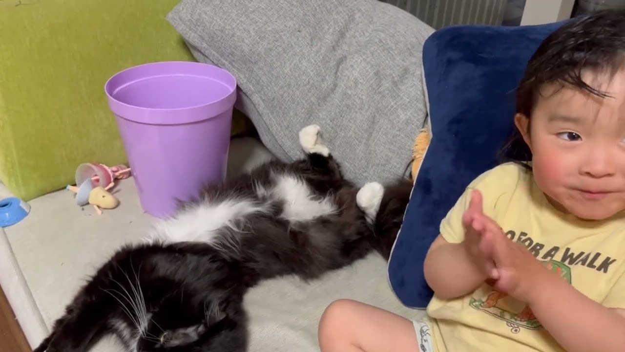 風呂上がりの幼児から可愛がられる猫　ラガマフィン