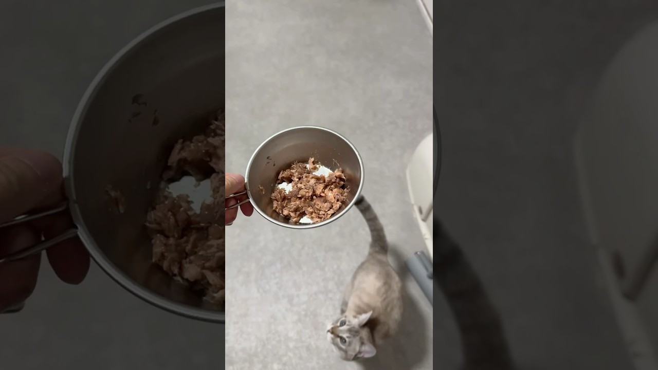Shebaが待ちきれないっ！！　#シーバ #シャムトラ #元保護猫 #シャムミックス  #cat #猫耳 #kitten  #猫耳 #siamesemix