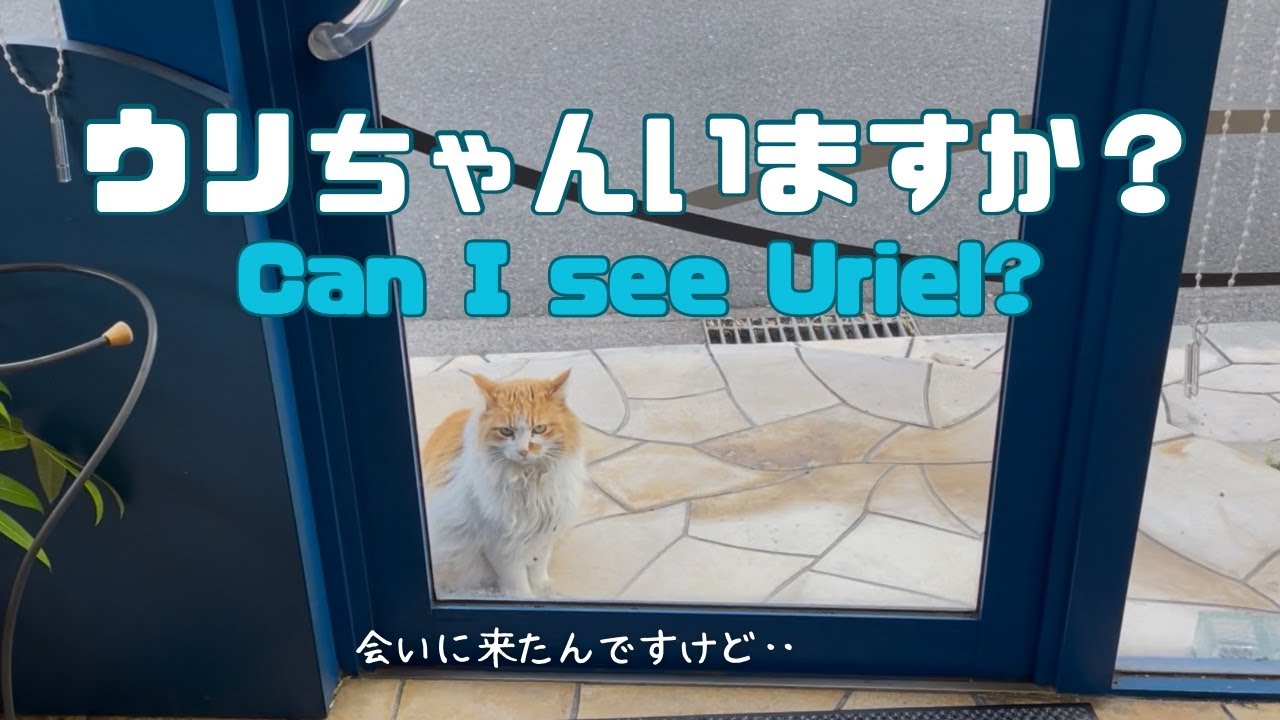 バーマン猫ウリとラフ【ウリちゃんいますか？】Can I see Uriel?（バーマン猫）Birman/Cat