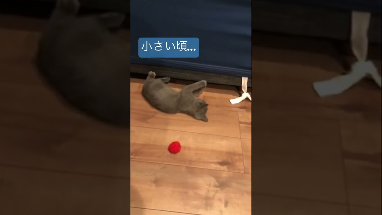 ネコちゃんの成長記録#shorts #ねこ #ブリティッシュショートヘア