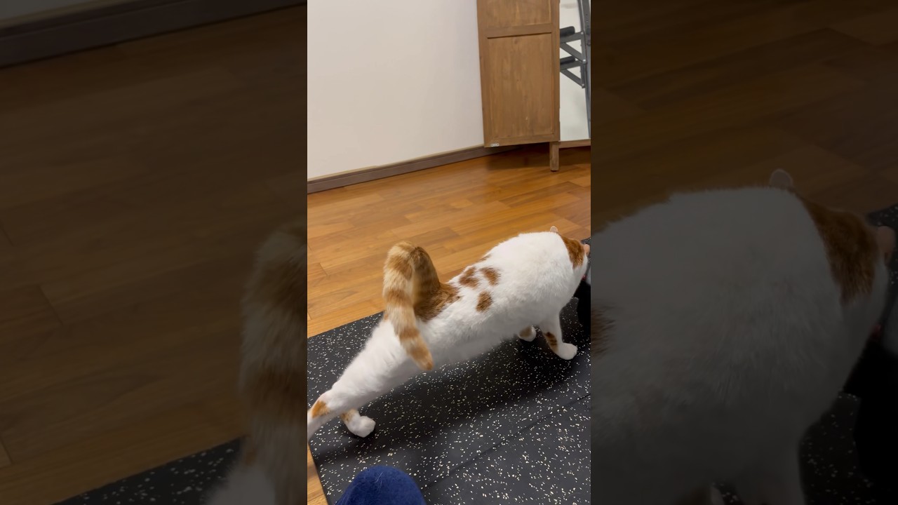 ダイエットに成功した猫 #cat #日本猫 #保護猫