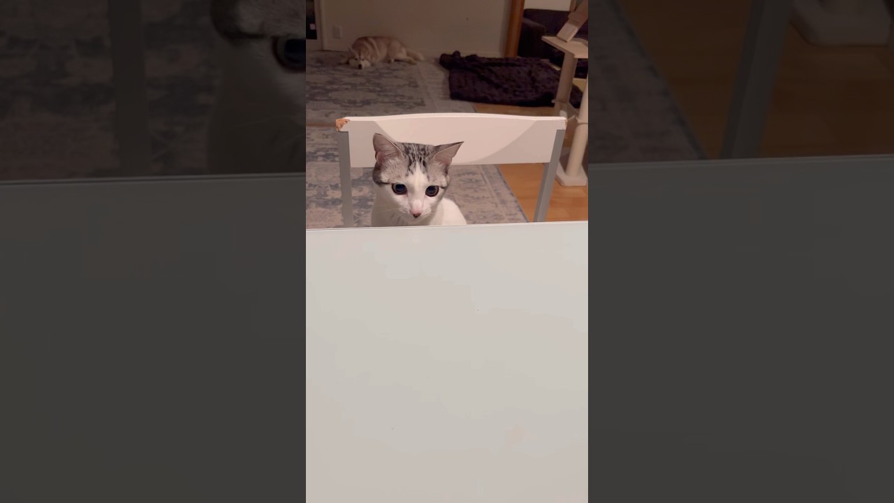 お茶会に参加する子猫#子猫 #保護猫 #捨て猫