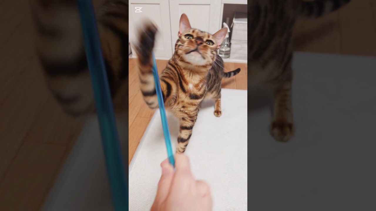 仁義にゃき闘い #猫 #猫動画 #猫のいる暮らし #ベンガル #cat #fyp #shorts #short