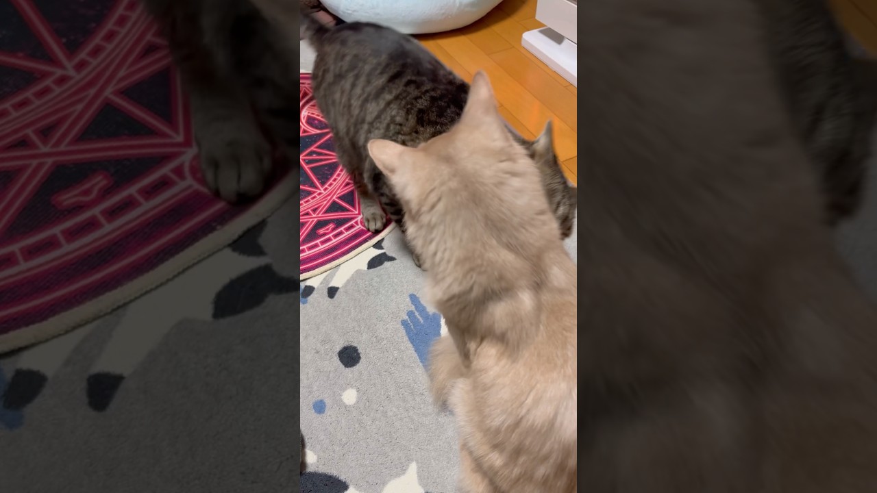 しつこくていつも振られてます。#shorts #猫#キジトラ#ソマリ