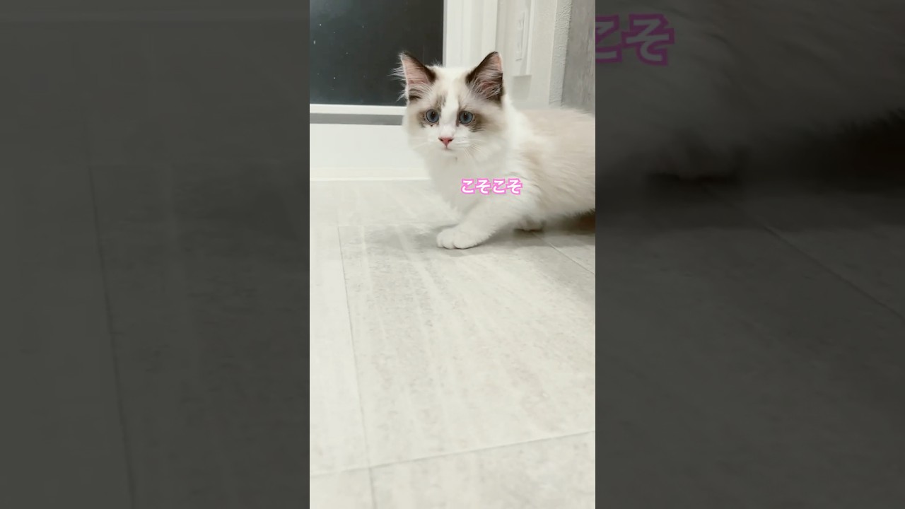 【ラグドール】お部屋を探検中🐈【3ヶ月仔猫】#ラグドール　#子猫 #cat #推し活 #癒し#猫好きさんと繋がりたい