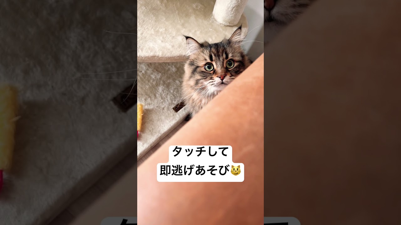 #サイベリアン #猫