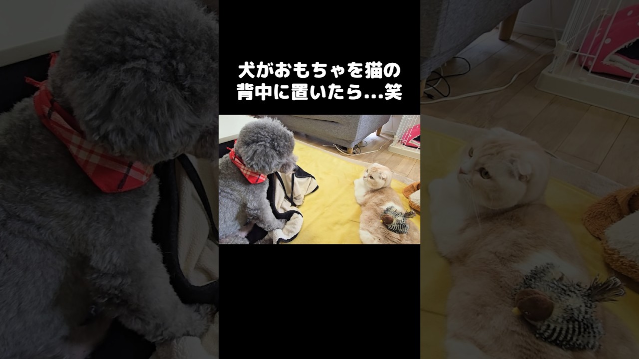 猫の背中におもちゃを置いた犬...笑#shorts