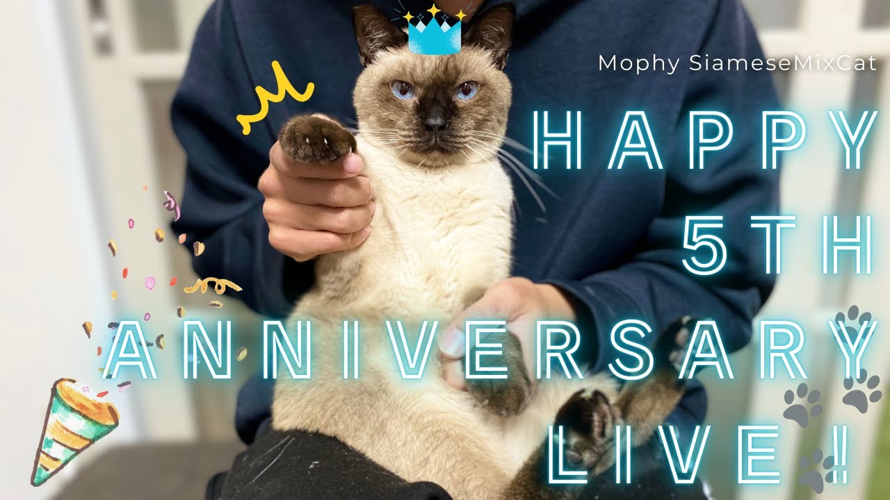 モフィちゃんお迎え5周年記念日！！【保護猫/シャム猫/シャムミックス＆北欧猫/ノルウェージャンフォレストキャット】#cat #japanesecat