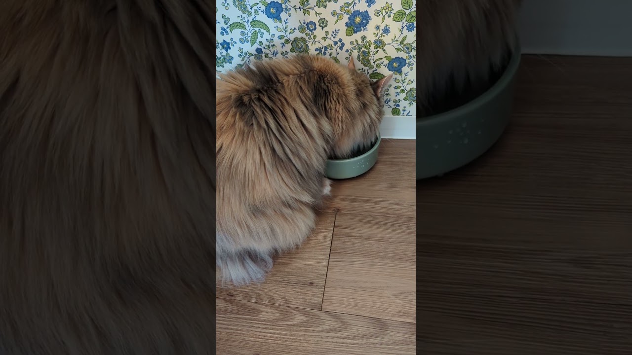 メインクーンのメイさん、よく水を飲むね