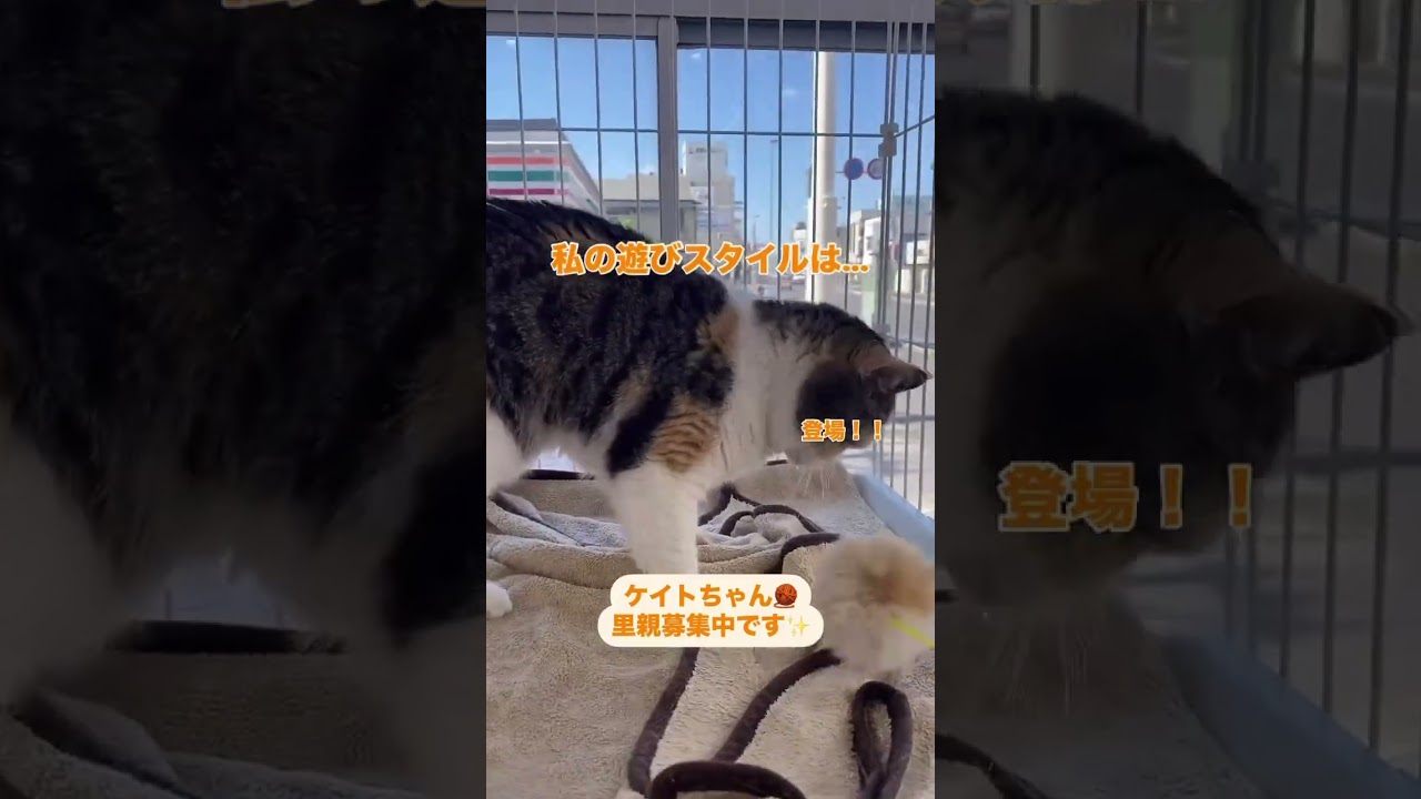 スコティッシュフォールドのケイトちゃん🧶里親募集中です✨