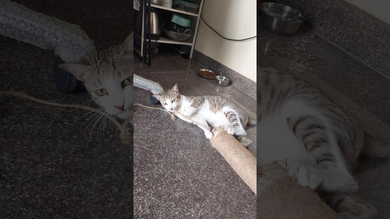 1 Week Completed 😻✨ #petchannel #cat #catvideos #catlovers #youtuber #gratitude #love