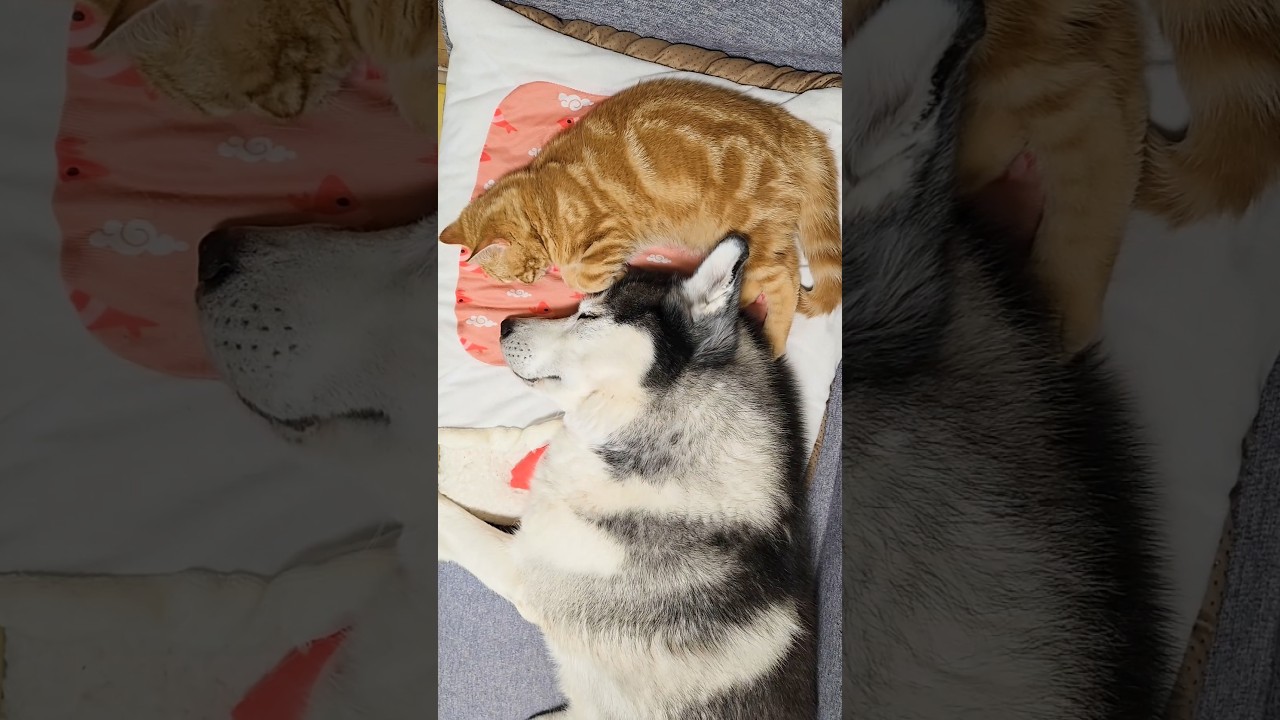 ハスキー犬が育てた子猫はこうなります...笑 Raised by a husky... now he’s like this 😹🐶