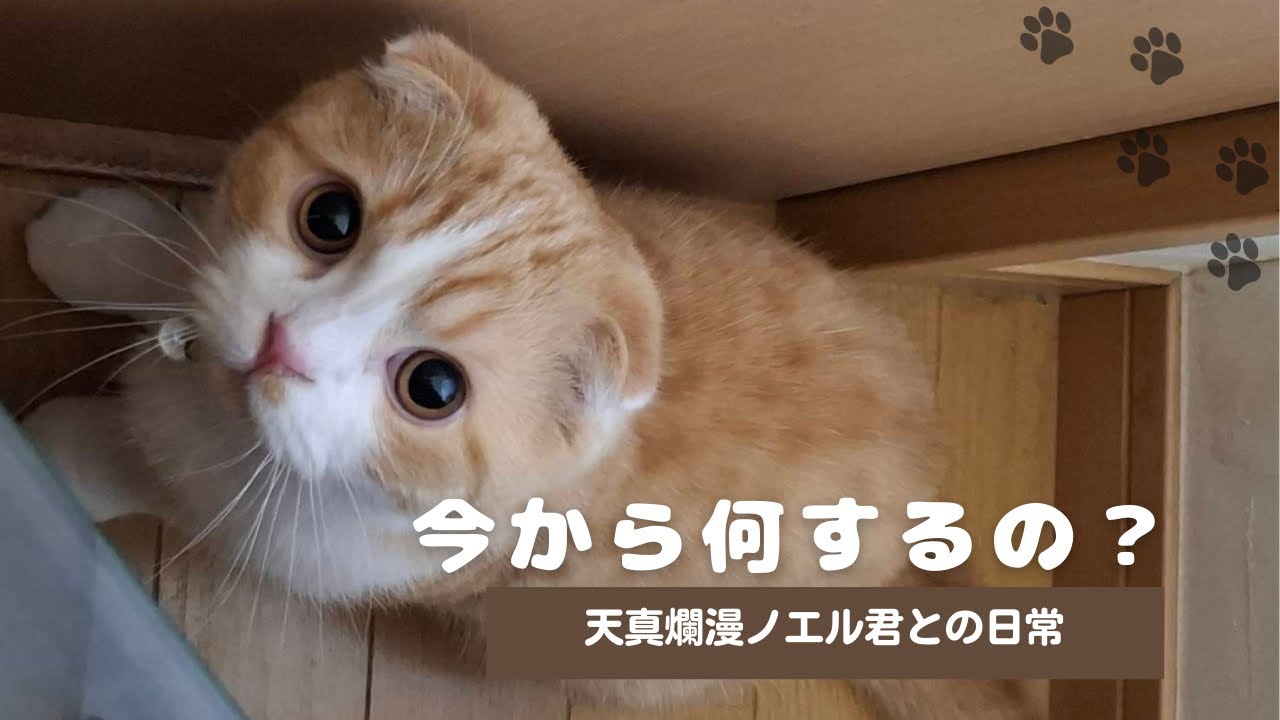 【猫の爪切り】我が家の猫の爪切りの様子はこんな感じです