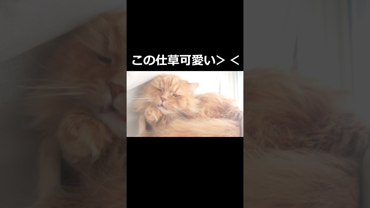 【猫】ネコの仕草は可愛くて癒される！#ねこ #ラガマフィン #cat #猫のいる暮らし #猫のいる生活 #癒される #もふもふ