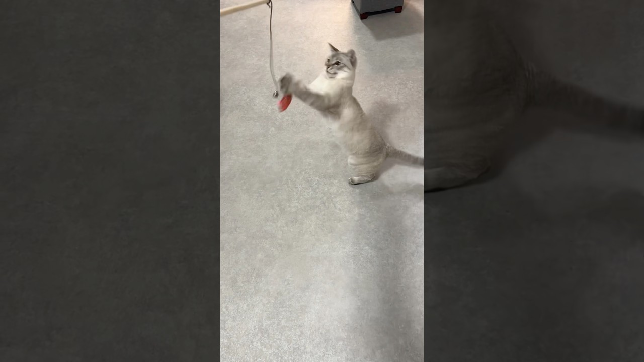 あそぶよー！　#シャムトラ #元保護猫 #シャムミックス  #cat #猫耳 #kitten  #猫耳 #siamesemix