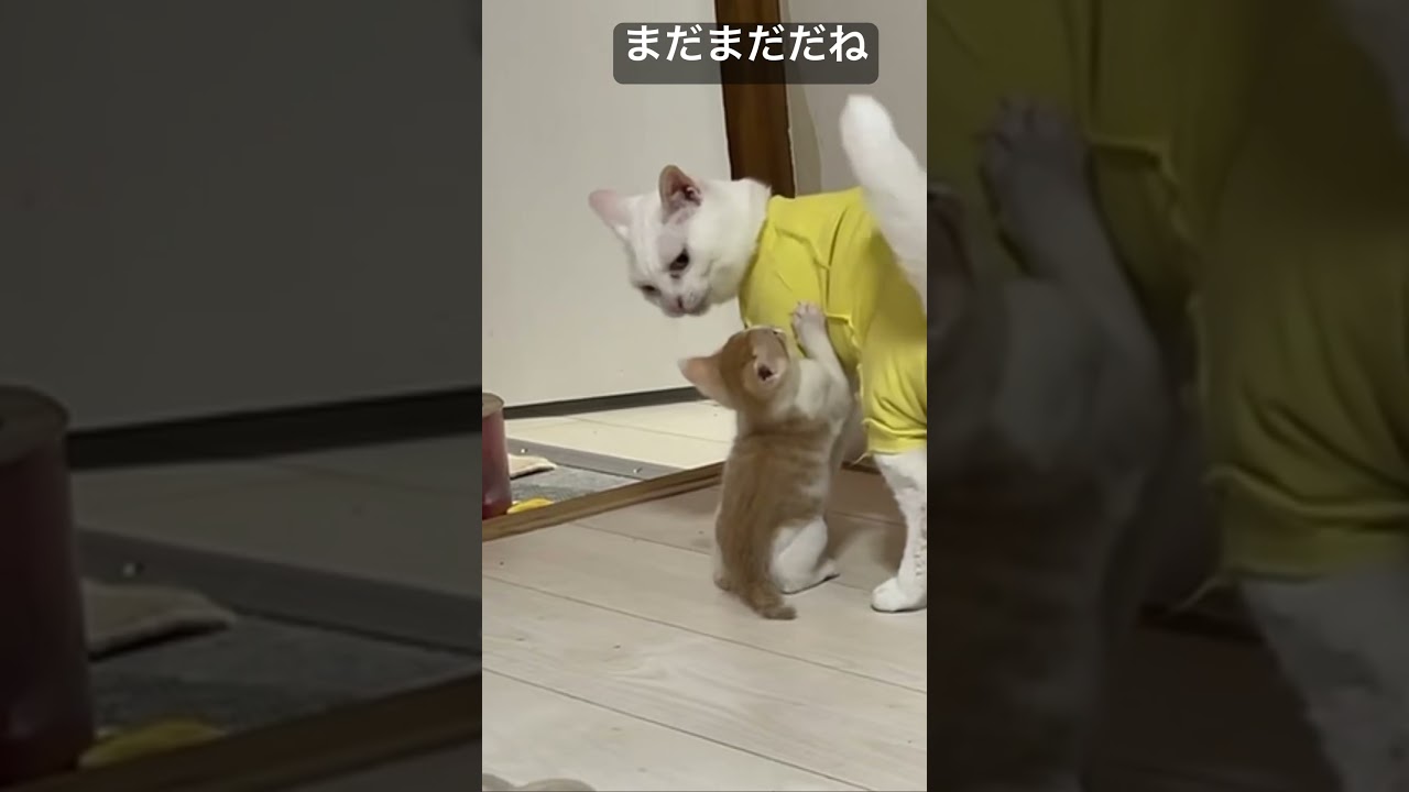ど根性子猫vsウチューネコ先生   #cat #kitten #猫 #子猫 #ねこ #こねこ #保護猫  #cute  #猫のいる暮らし #shorts