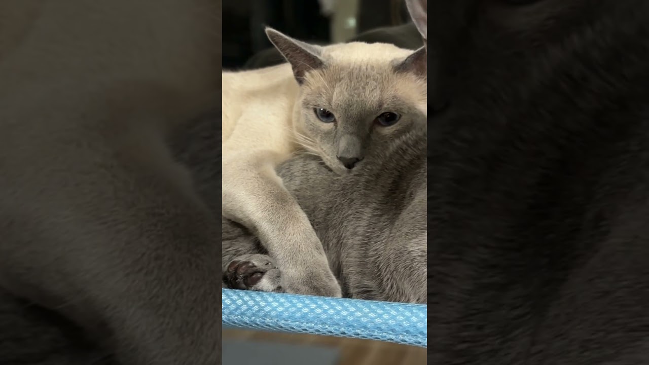 あおちゃんのことが大好きすぎるそらくん　#ロシアンブルー #猫のいる暮らし