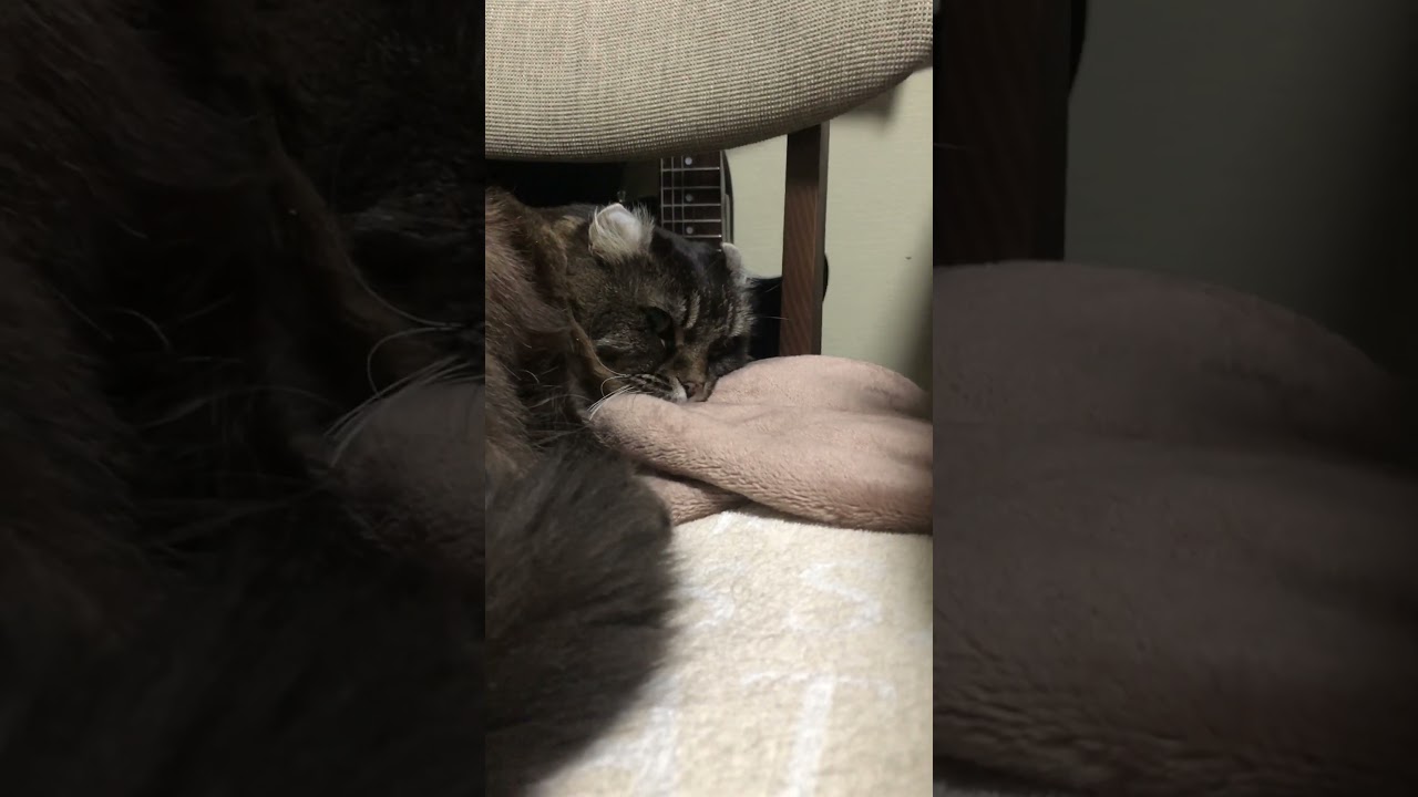 アメリカンカール#猫のいる暮らし #AmericanCurl #cat #StevieRayVaughan#Jennifer Warnes