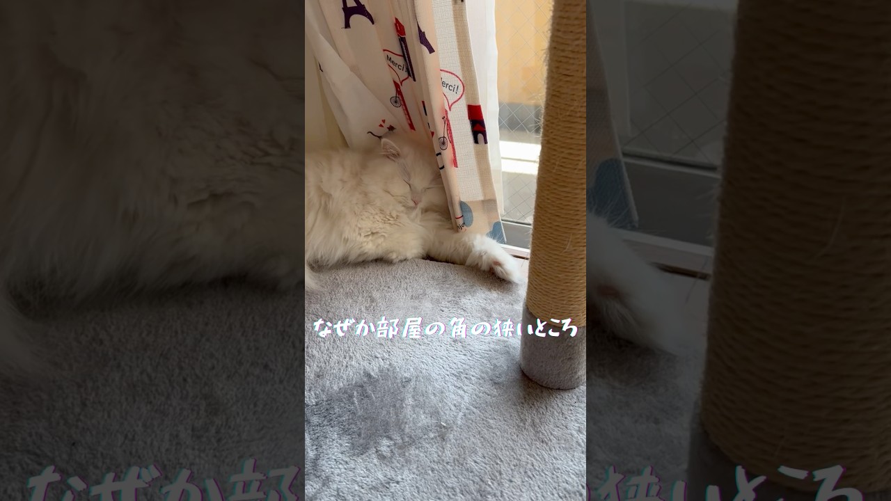 部屋の狭い隅　好きだよね❤️ #ragamuffin #ラガマフィン #shorts #catlife #ねこのいる暮らし