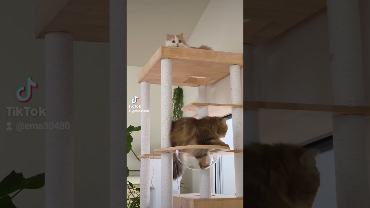 【猫のいる暮らし】#cat #ペルシャ #猫 #スコッティッシュフォールド