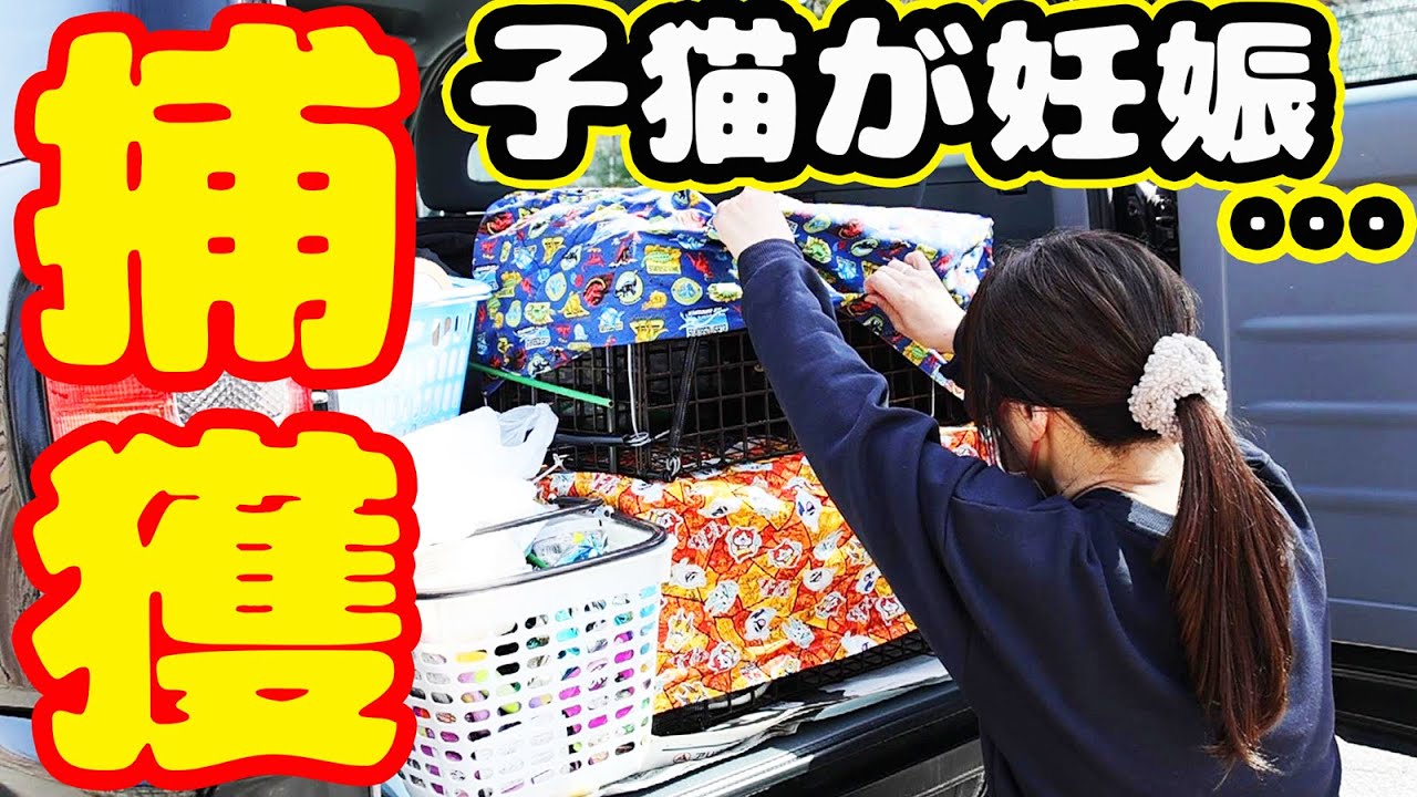 【子猫 野良猫 捕獲】目を疑う結果にボランティアさん涙・・・ キジトラ猫はミミちゃん 黒猫はクックと名づけました