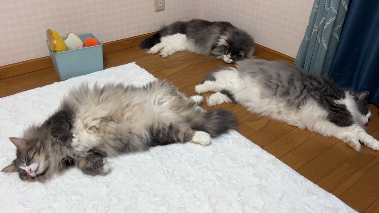 【虫さん捜索‼︎】弟組は虫さんを見つけられるのか〜？？ノルウェージャンフォレストキャットとターキッシュアンゴラ♡