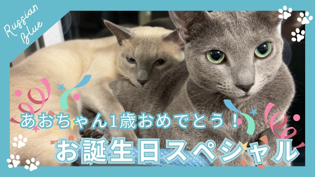 祝１歳🎉 あおちゃんのハッピーバースデー♡【ロシアンブルーのあおそら】