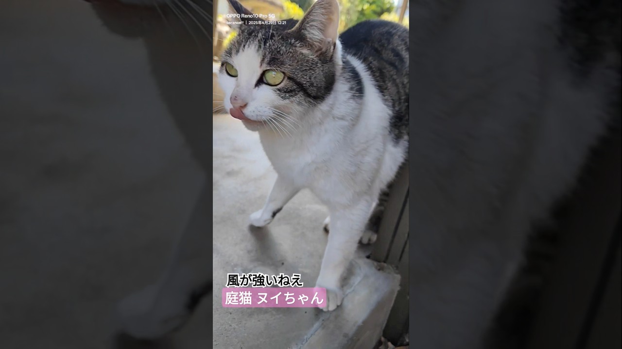 今日の #庭猫 #ヌイちゃん #cat #猫 2025.04.29
