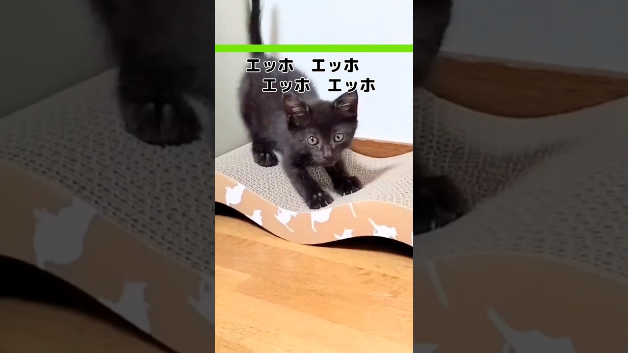 えっほ エッホ みんなに伝えなきゃ♪／#cat #cats #cutecat #catvideos #kitten #エッホ #猫 #子猫 #保護猫 #猫好き #癒し #shorts #short