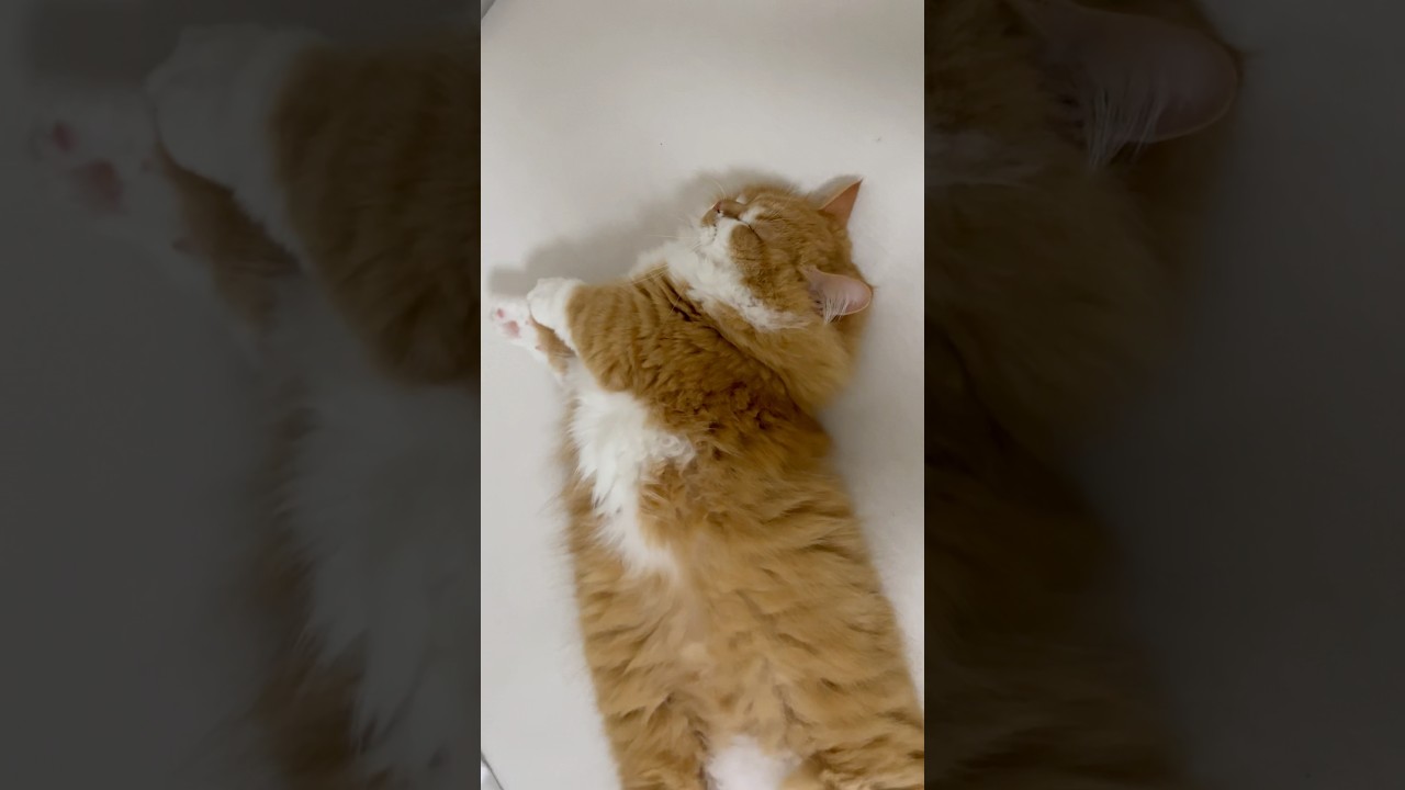 どんな夢をみてるのかな？ #shorts #猫 #マンチカン #短足マンチカン #cat #munchkin