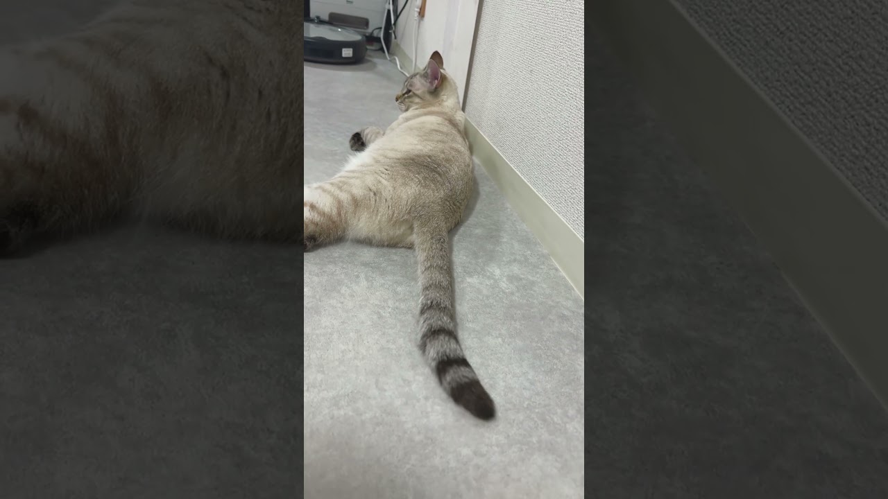 ひたすらしっぽぺしぺしな猫　#シャムトラ #元保護猫 #シャムミックス  #cat #猫耳 #kitten  #猫耳 #siamesemix