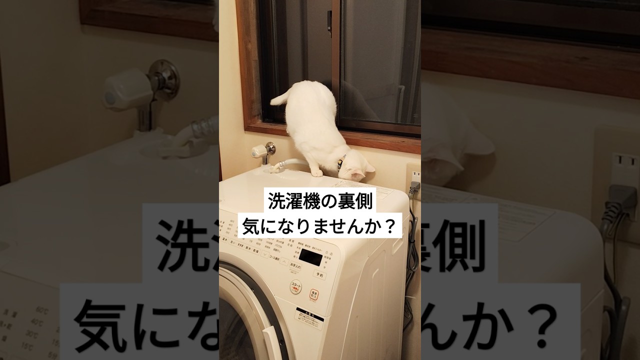 洗濯機の裏が気になるネコ #ねこ #猫 #ねこのいる暮らし #ねこのいる生活 #cat
