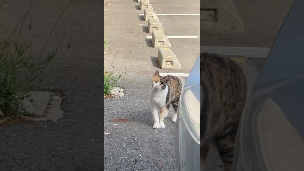 高い所へ登る時に子猫みけちゃんの『にゃっ』の掛け声が可愛すぎる…。#shorts