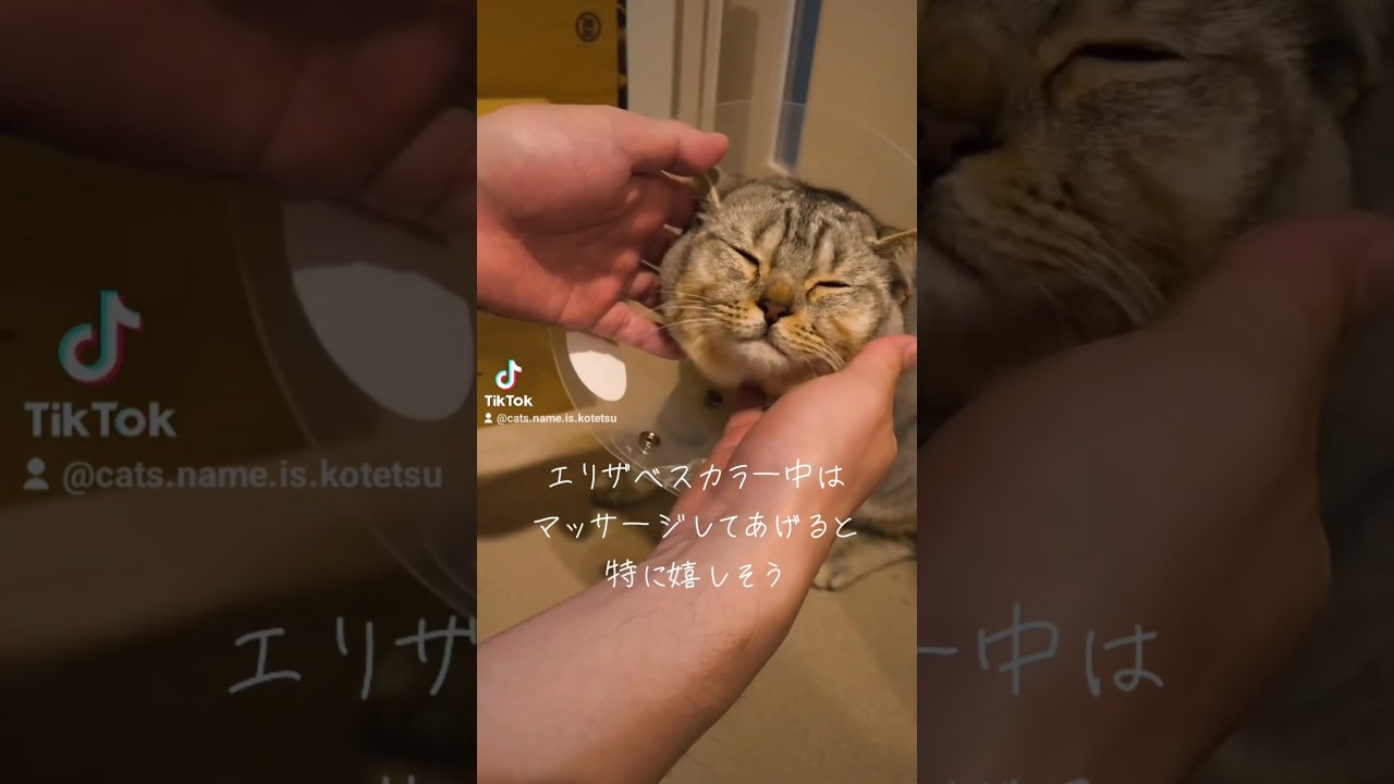 エリザベスカラー中の焼きサバ