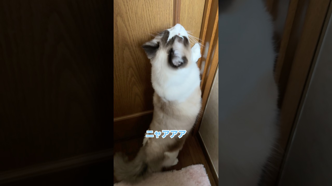 トイレ襲撃猫に反撃してみた　#猫 #cat #ラグドール