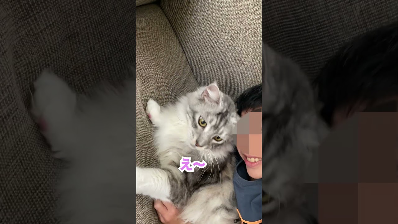 大型猫とまだ寝ていたいけれど拒否される？#メインクーン#shorts