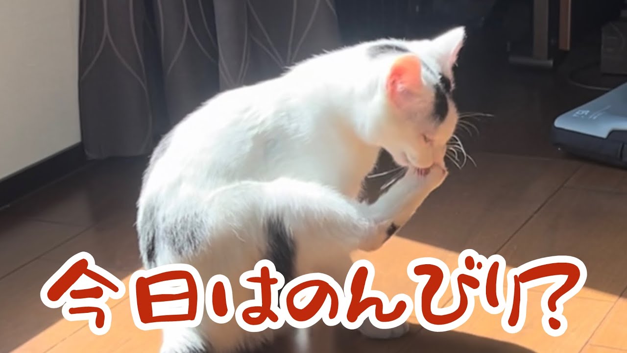 猫の休日！のんびり過ごすミルクにちょっかいを出すおじさん。#保護猫 #ねこ #猫のいる暮らし ＃ミルねーさん