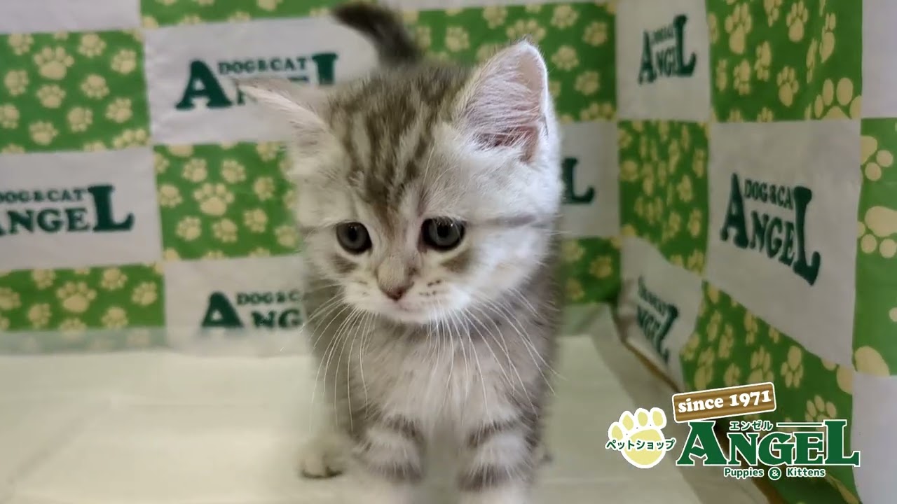 マンチカン 2504087 【ペットショップエンゼル　子犬・子猫販売】