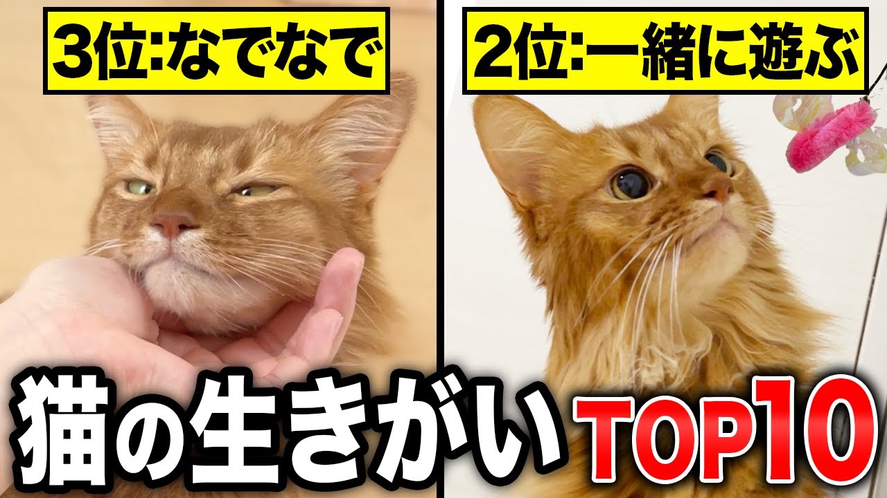 【1位は何？】猫の毎日の生きがいランキングTop10