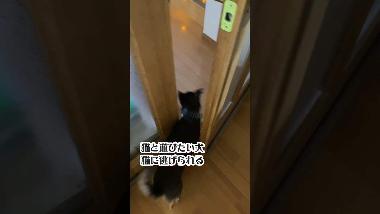 猫と遊びたい犬 猫に逃げられる #shorts #デカチワワ #アビシニアン