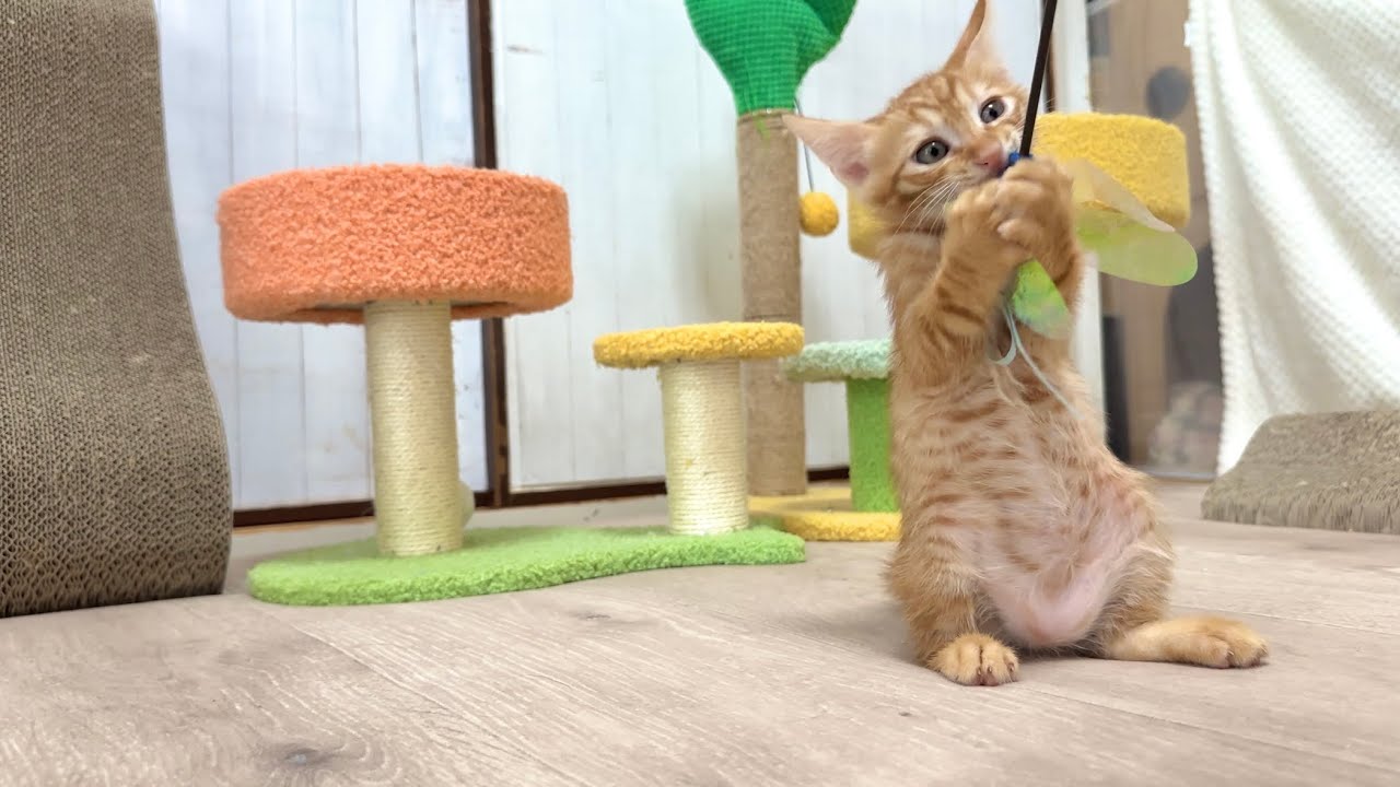 前転がブームの子猫たち あっちもこっちもコロリンコ♪【ラプ保護物語】Kittens with booming forward rolls