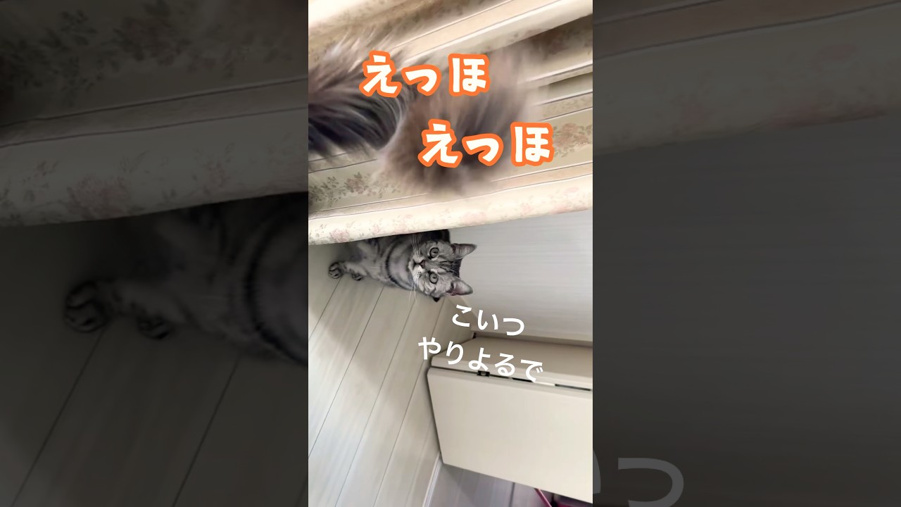 【猫動画】えっほえっほの歌#shorts #猫 #ラグドール＃アメリカンショートヘア