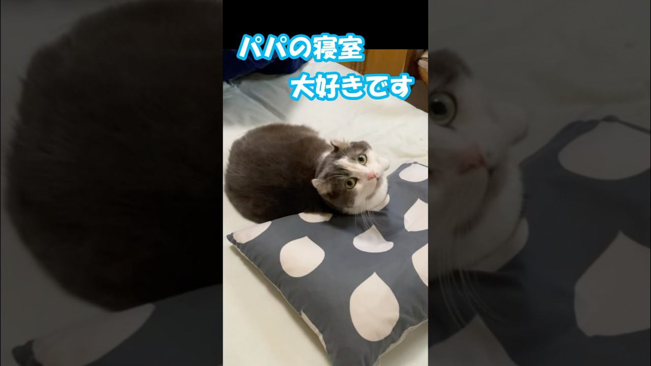 パパの寝室大好きです  #ミント君 #アメリカンカール #猫動画 #ほのぼの猫動画