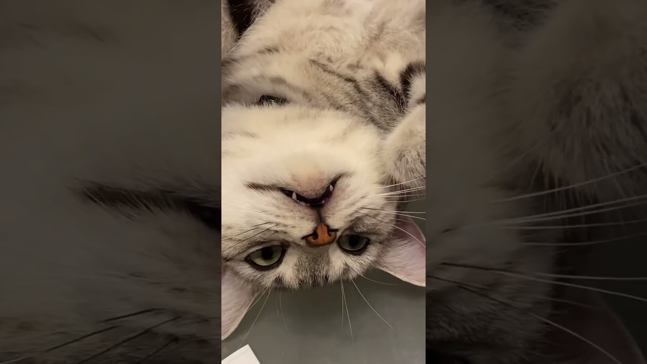 暑さアピール全開な猫ちゃん😆 #アメショ #アメリカンショートヘア #cat