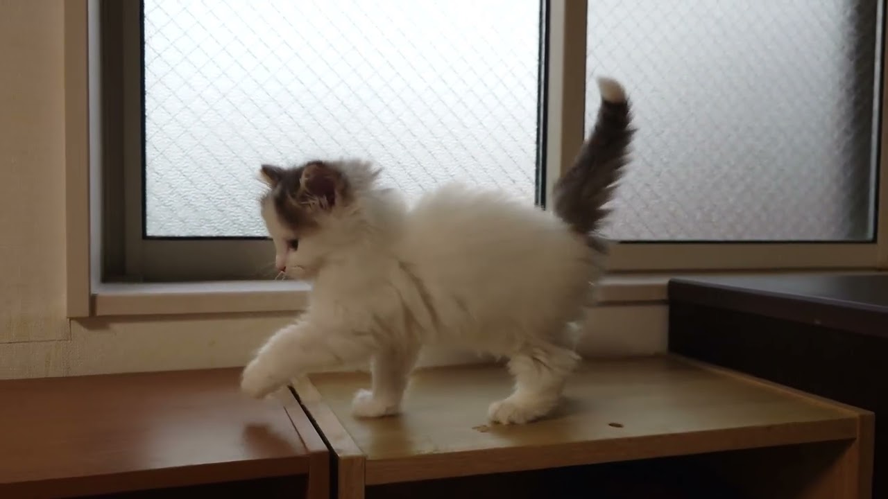 ノルウェージャンフォレストキャット ♪尻尾がペンライト♡