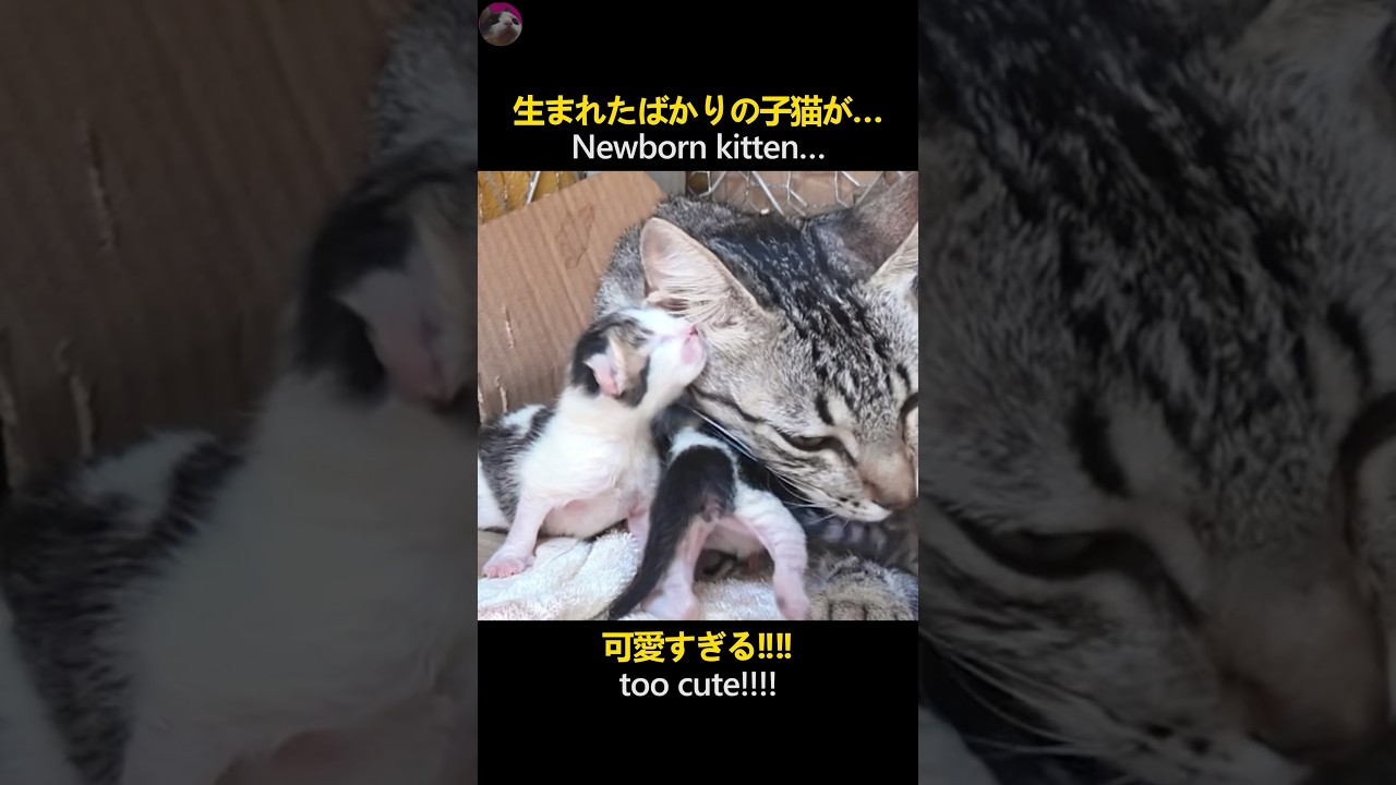 Cutest newborn kitten ever #cat #kitten #子猫 #shorts