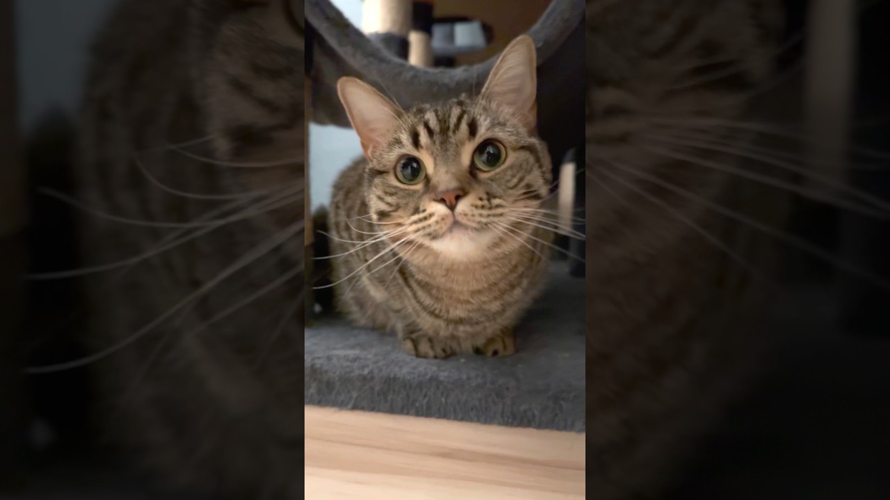 可愛い猫の為に全速力で帰宅するパパ!! #shorts #猫 #cat