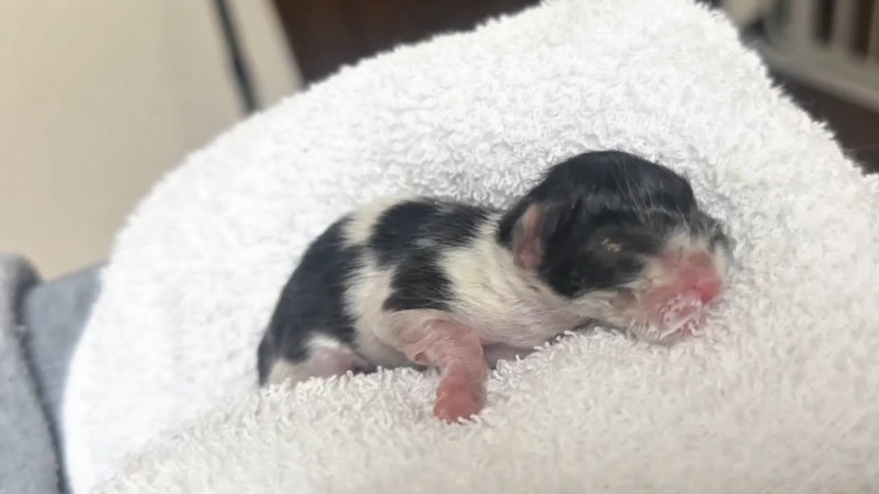 ゴミ処理場に捨てられた60gの小さな子猫